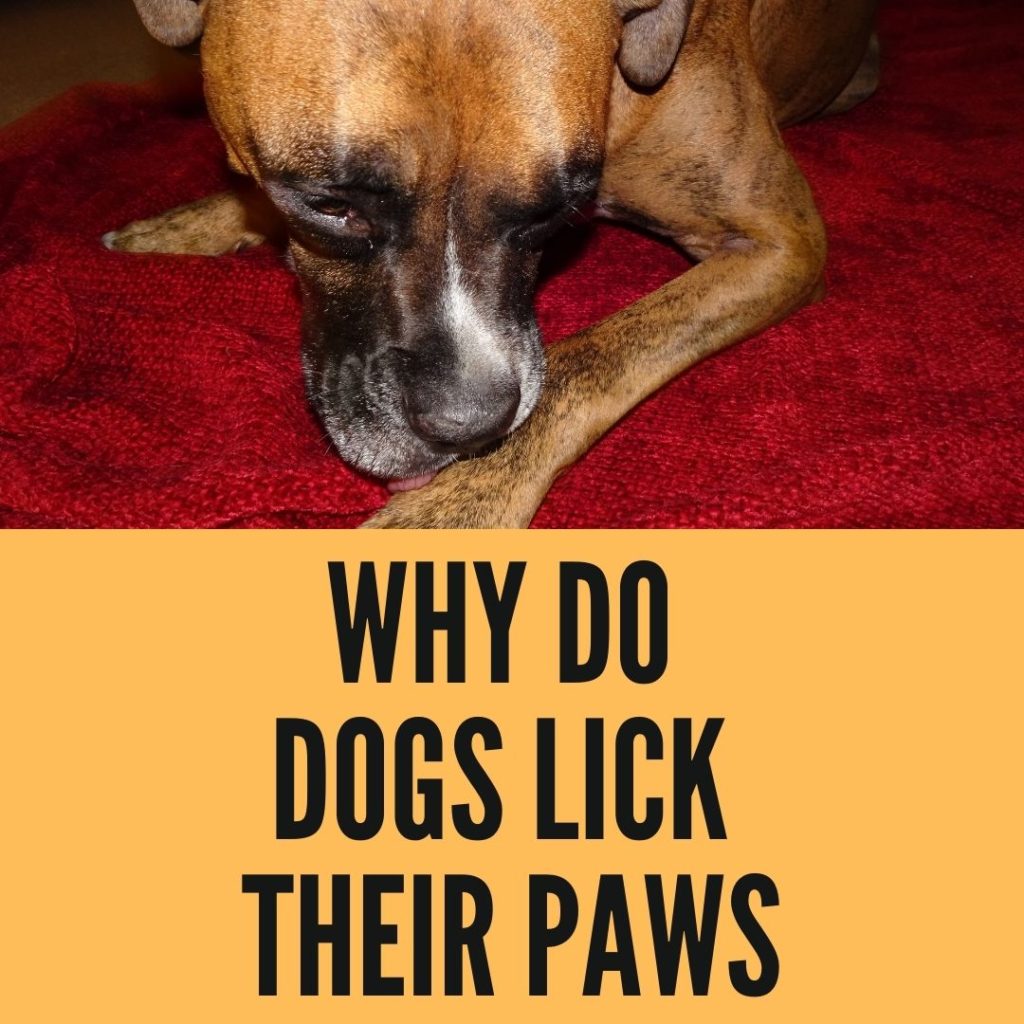 why do dogs lick their paws