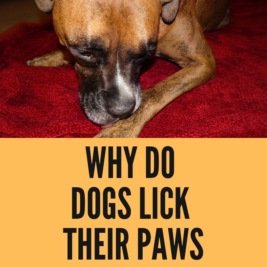 Why Do Dogs Lick Their Paws 