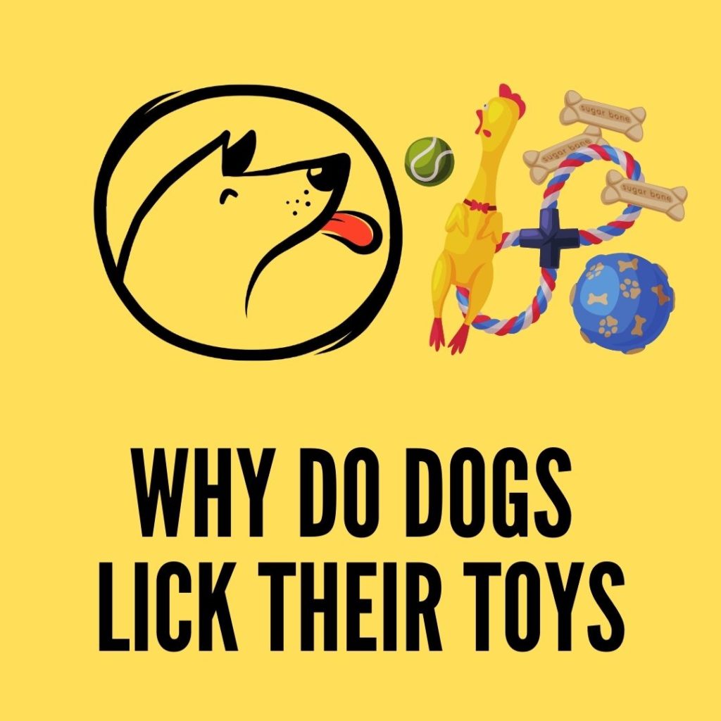 Dogs Lick Their Toys And Stuffed Animals