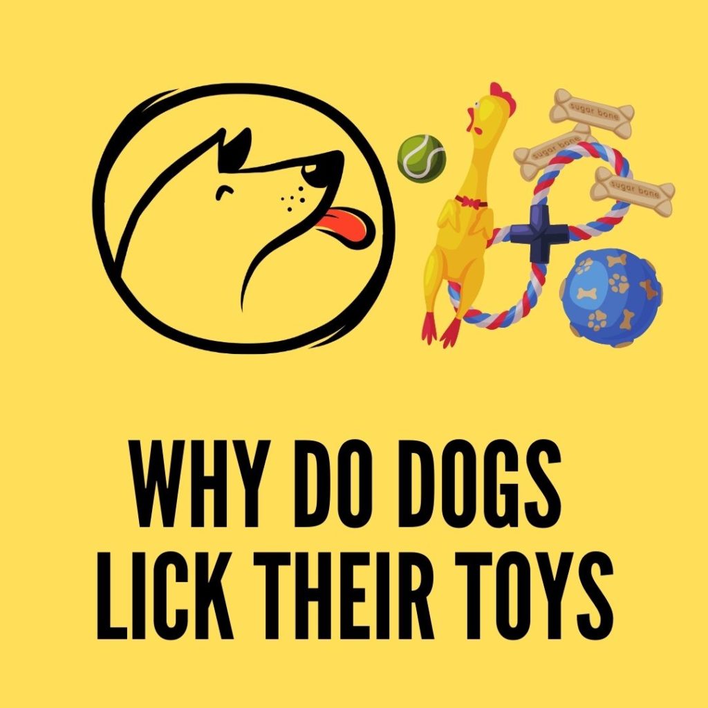 Why Do Dogs Lick Stuffed Animals