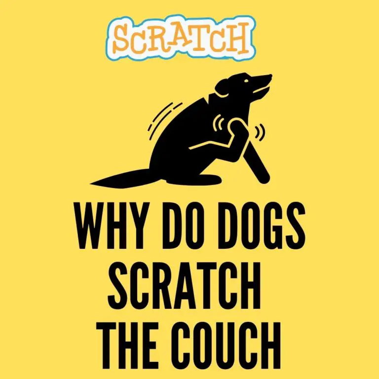 Why Do Dogs Scratch The Carpet 7 Reasons 5 Tips Oxford Pets