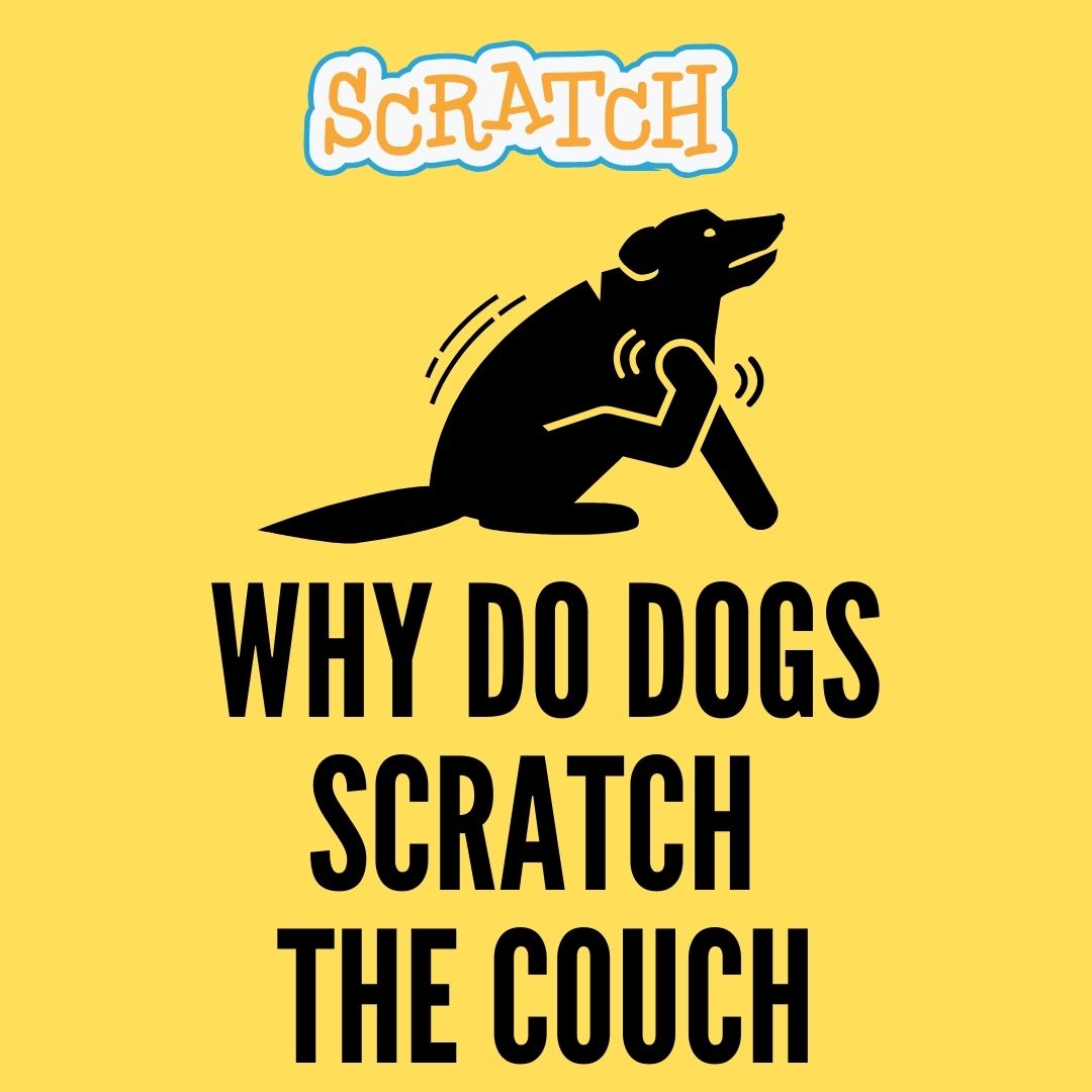 Why Do Dogs Scratch The Carpet