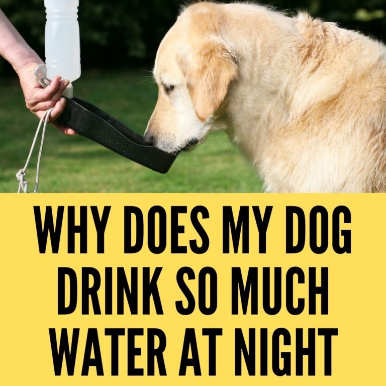 Why Does My Dog Drink Too Much Water at Night? Oxford Pets