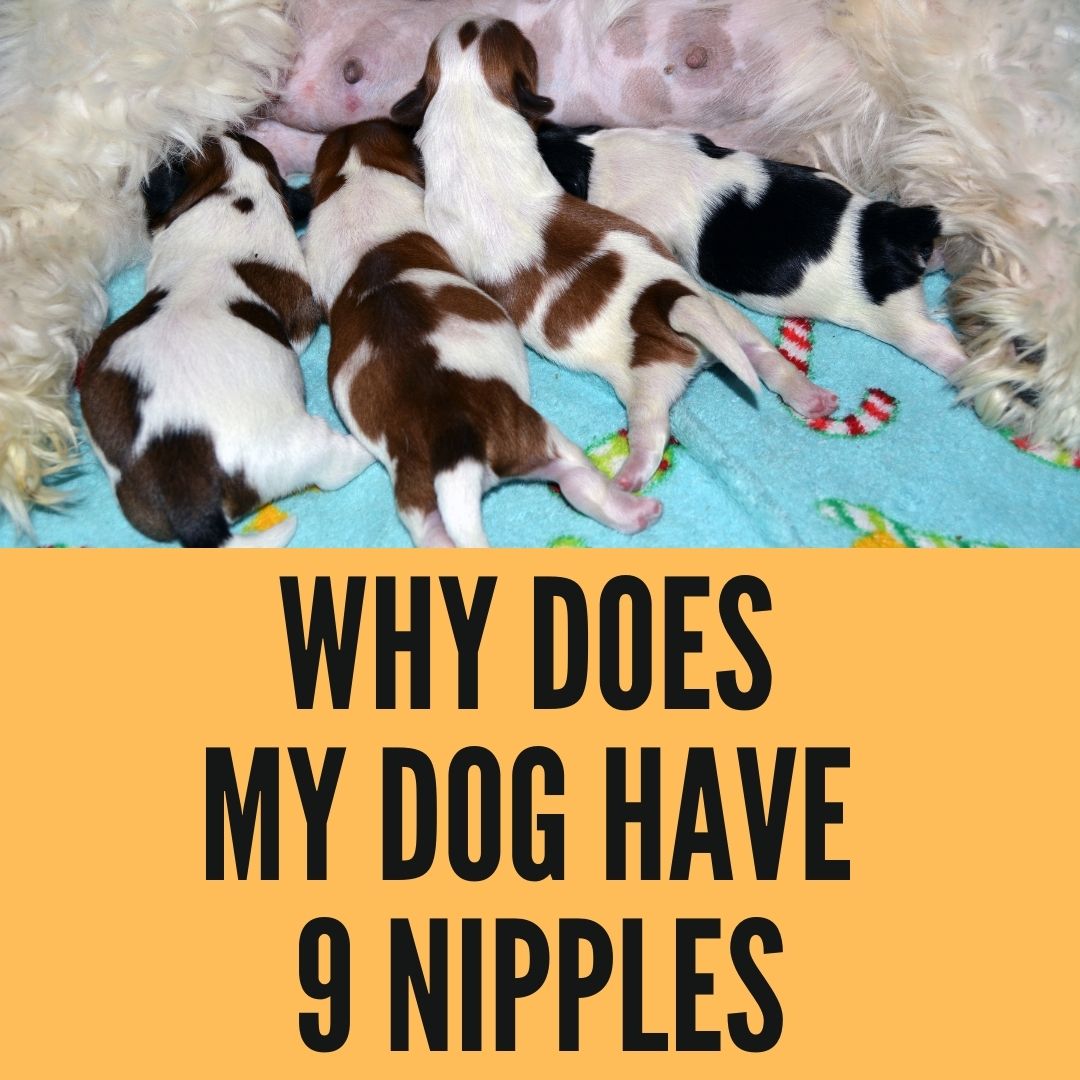 why does my female dog have 9 nipples