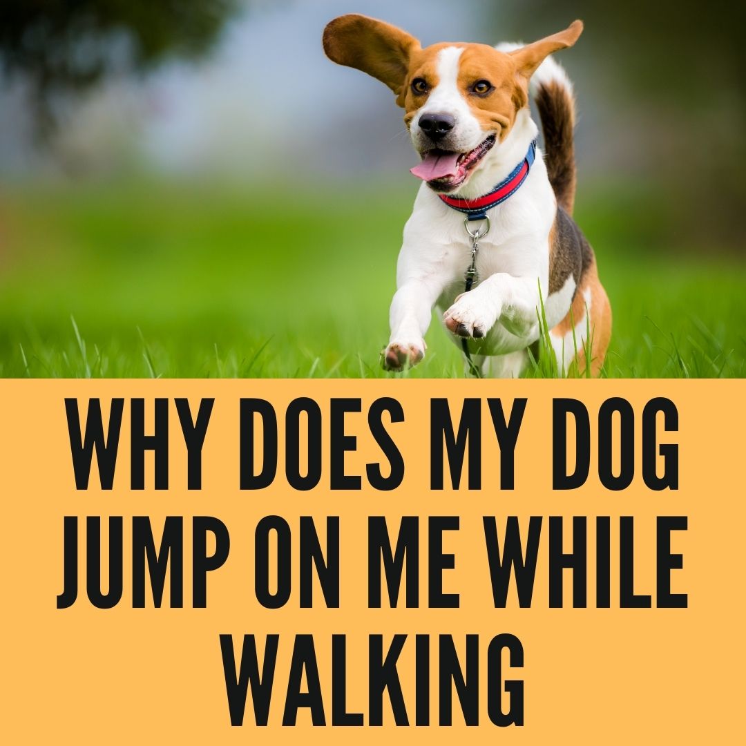 Why does my dog jump on me while walking