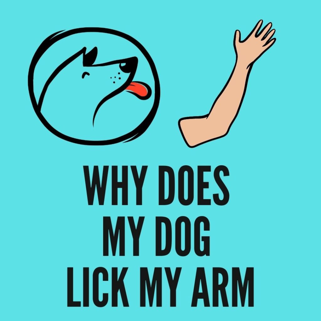 why does my dog lick my arm