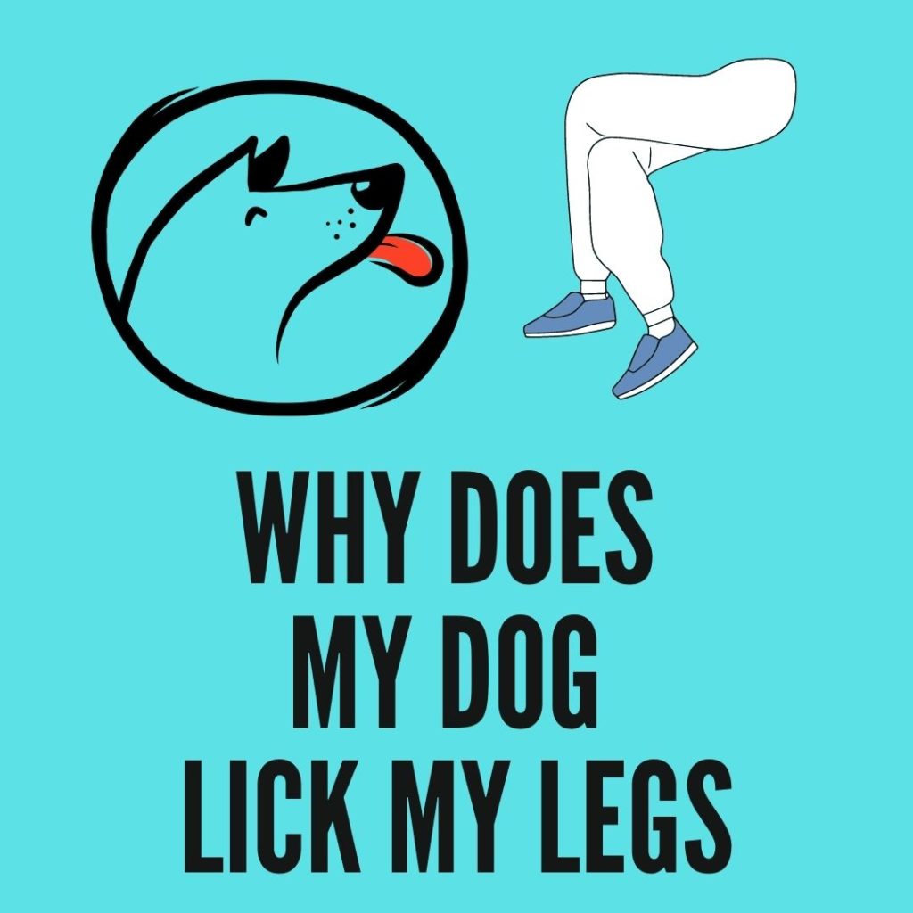 Why Does My Dog Lick My Legs