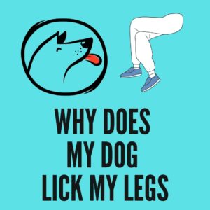 Why Does My Dog Lick My Legs? [6 Valid Reasons] - Oxford Pets