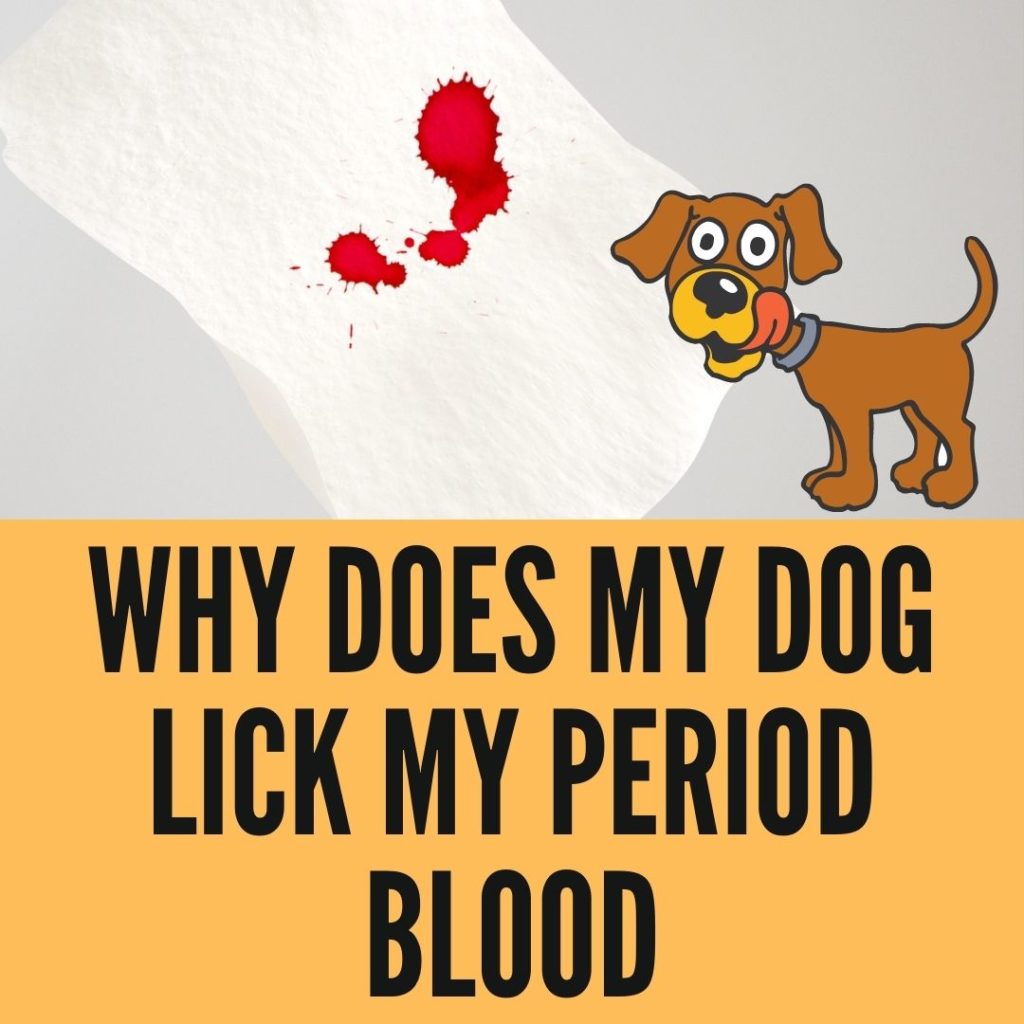 Why do dog like period blood