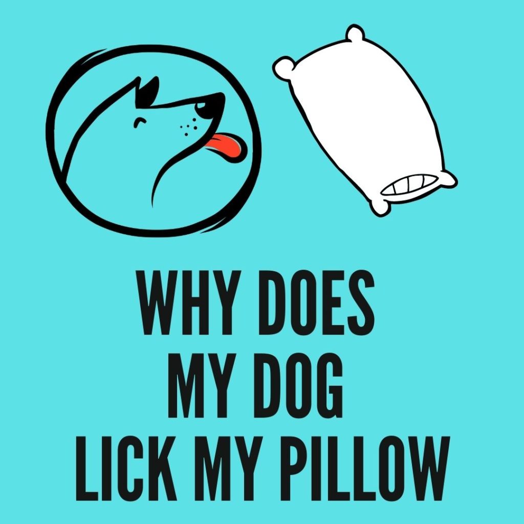 why does my dog lick my pillow
