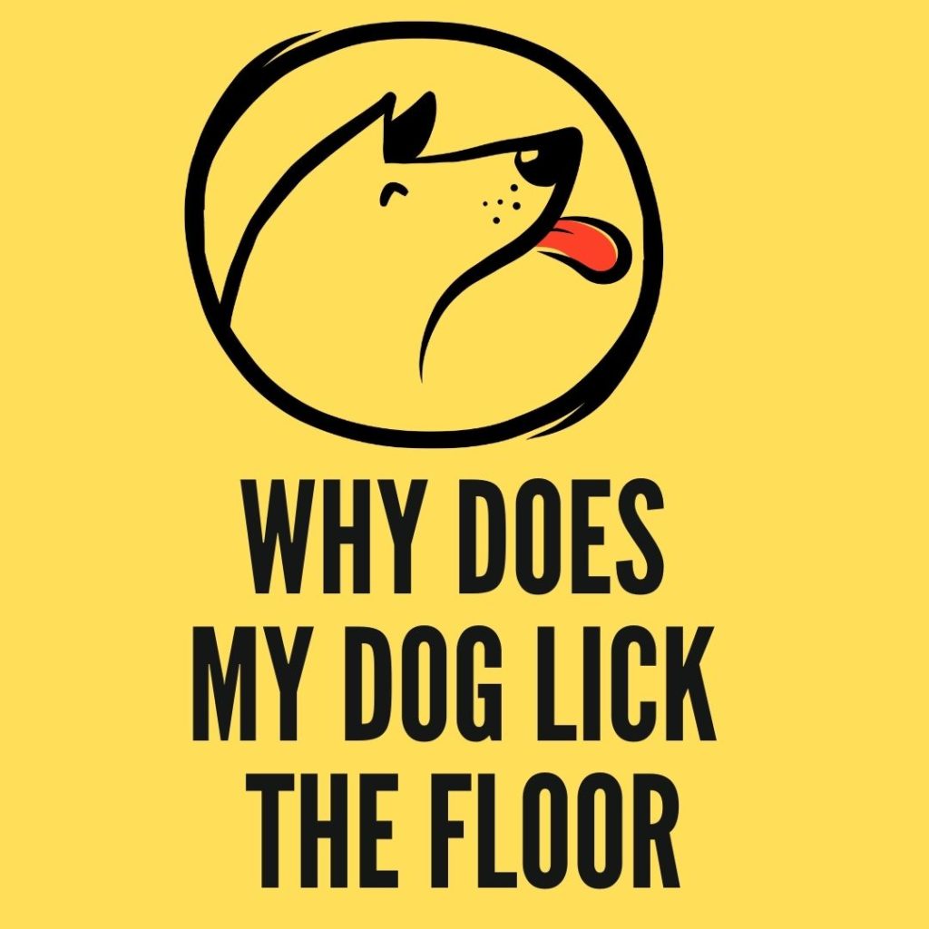 Why Does My Dog Lick the floor
