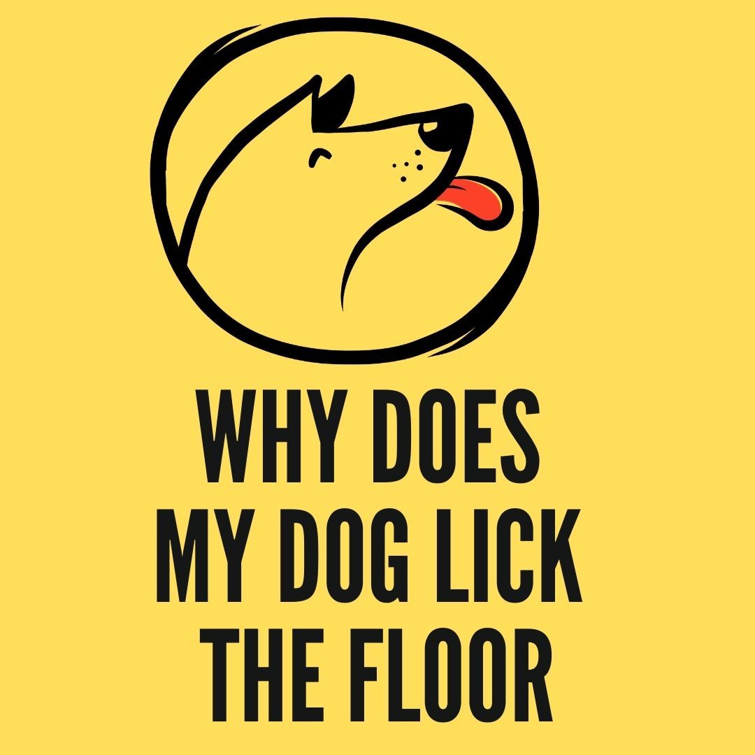 why-does-my-dog-lick-my-legs-wild-earth