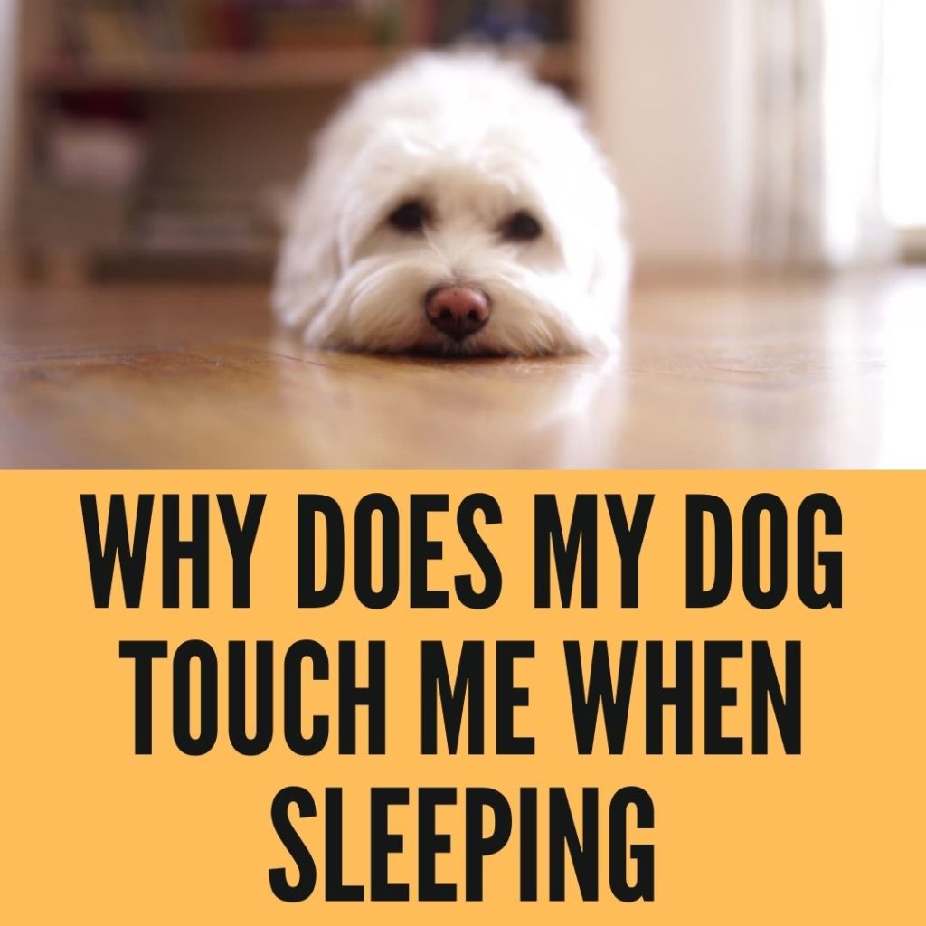 Why does my Dog Touch me while Sleeping