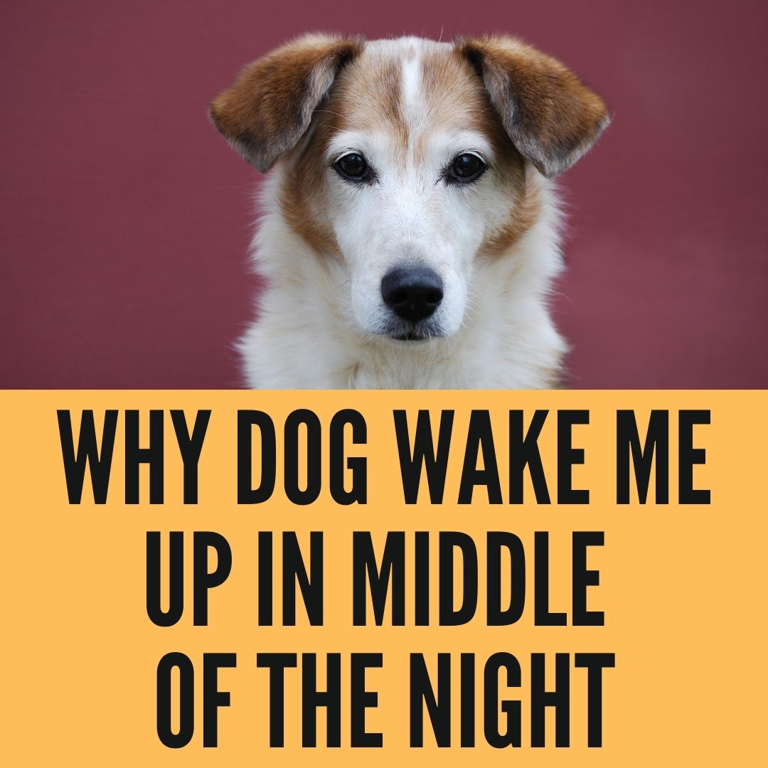 Do Dogs Wake Up In The Middle Of The Night