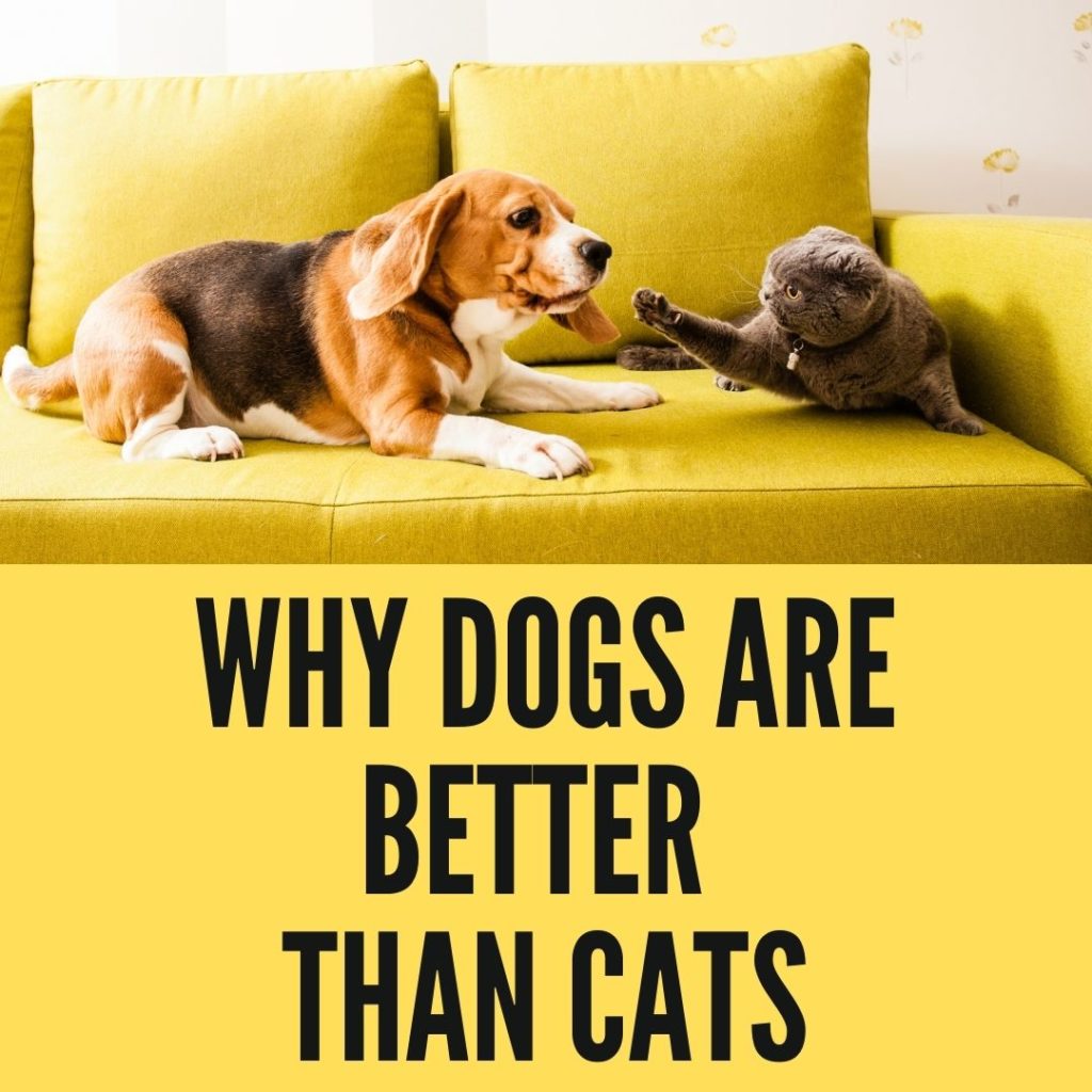Why dogs are better than cats