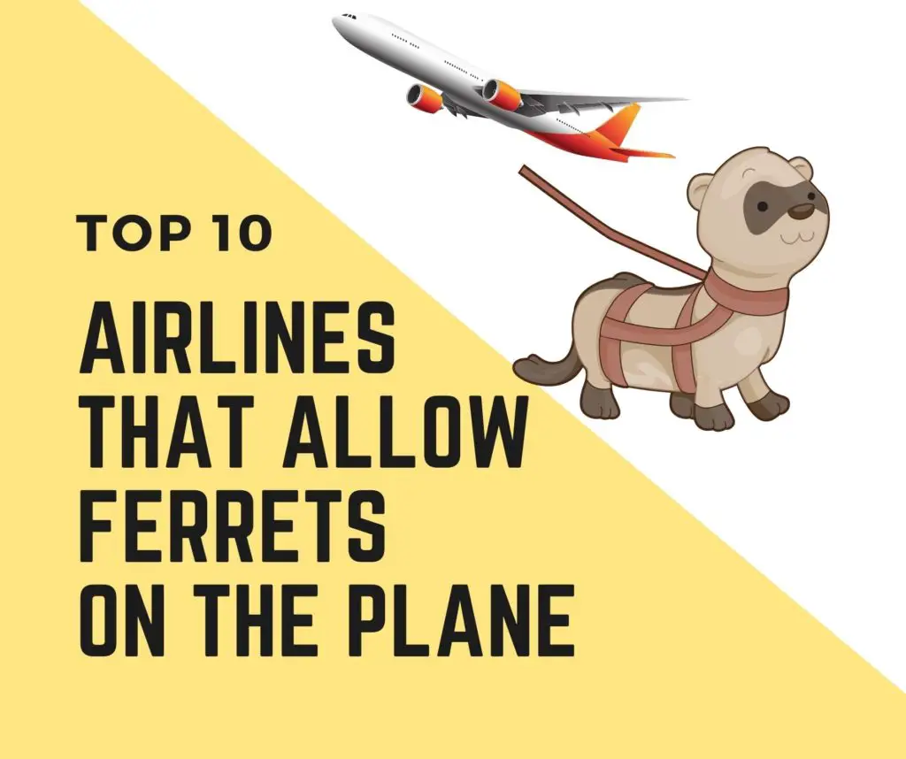 Airlines That Allow Ferrets In Cabin and plane
