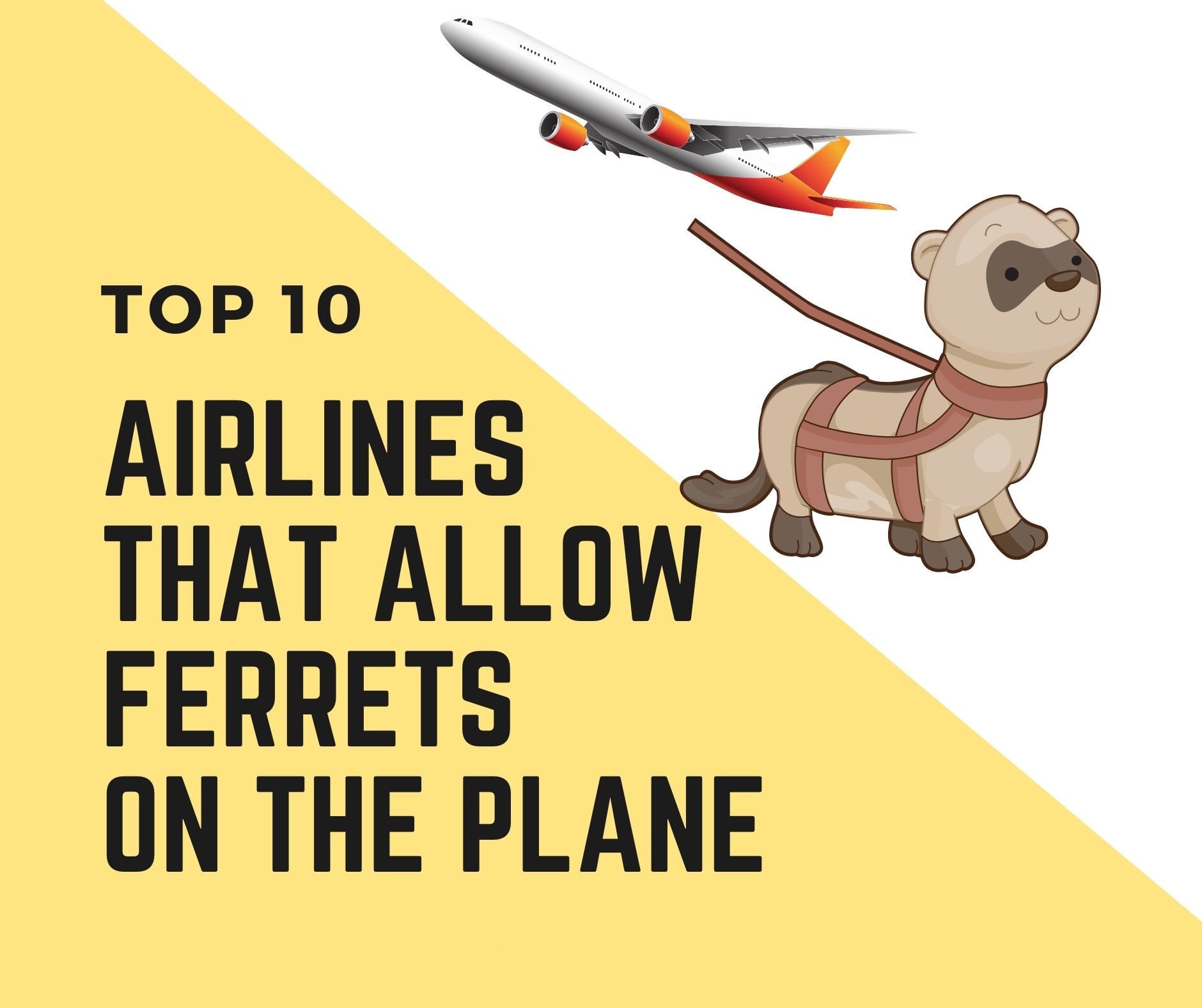 4 Airlines That Allow Ferrets In Cabin [2022 Policies] Oxford Pets
