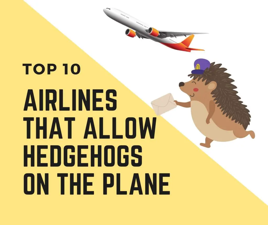 Airlines That Allow Hedgehogs In Cabin and plane