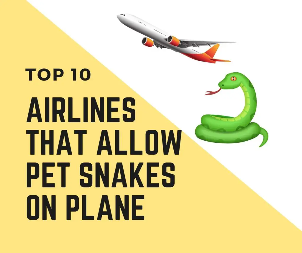 Airlines That Allow Snakes In Cabin and plane