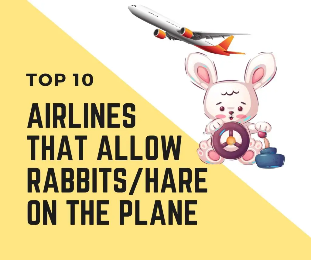 Airlines that Allow Rabbits