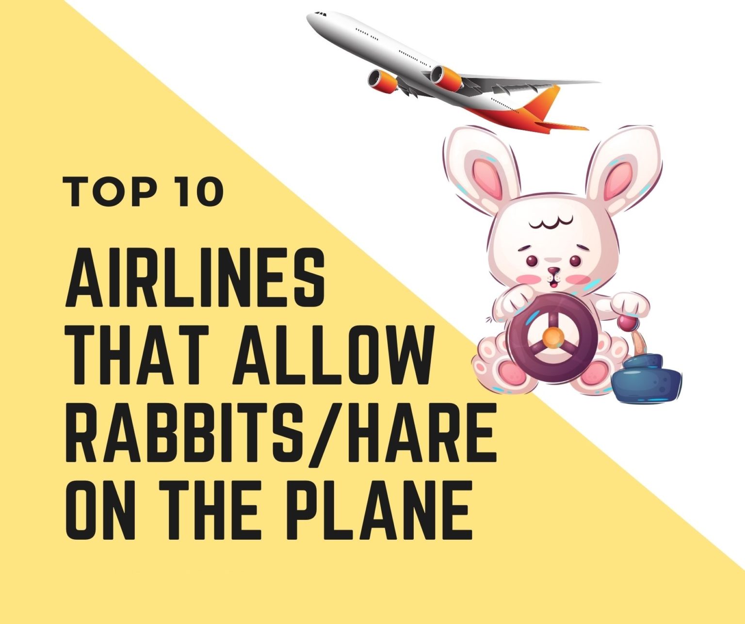 7 Airlines That Allow Rabbits in Cabins [2022 Guidelines] Oxford Pets