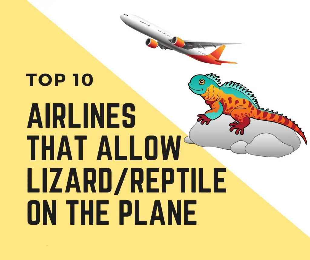 Airlines That Allow Reptiles Lizards In Cabin and plane
