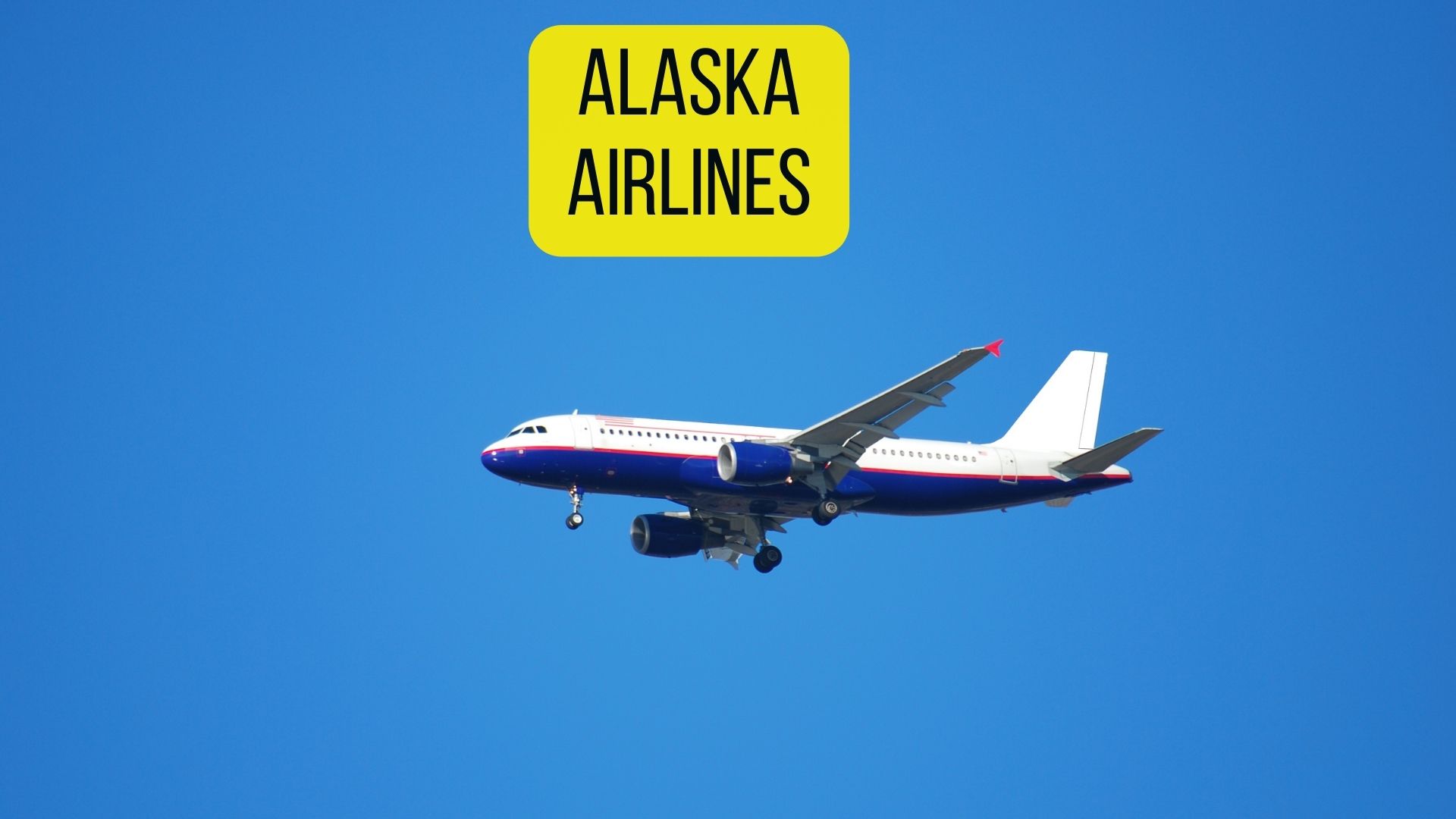 7 Airlines That Allow Rodents [2022 Policies & Prices] Oxford Pets