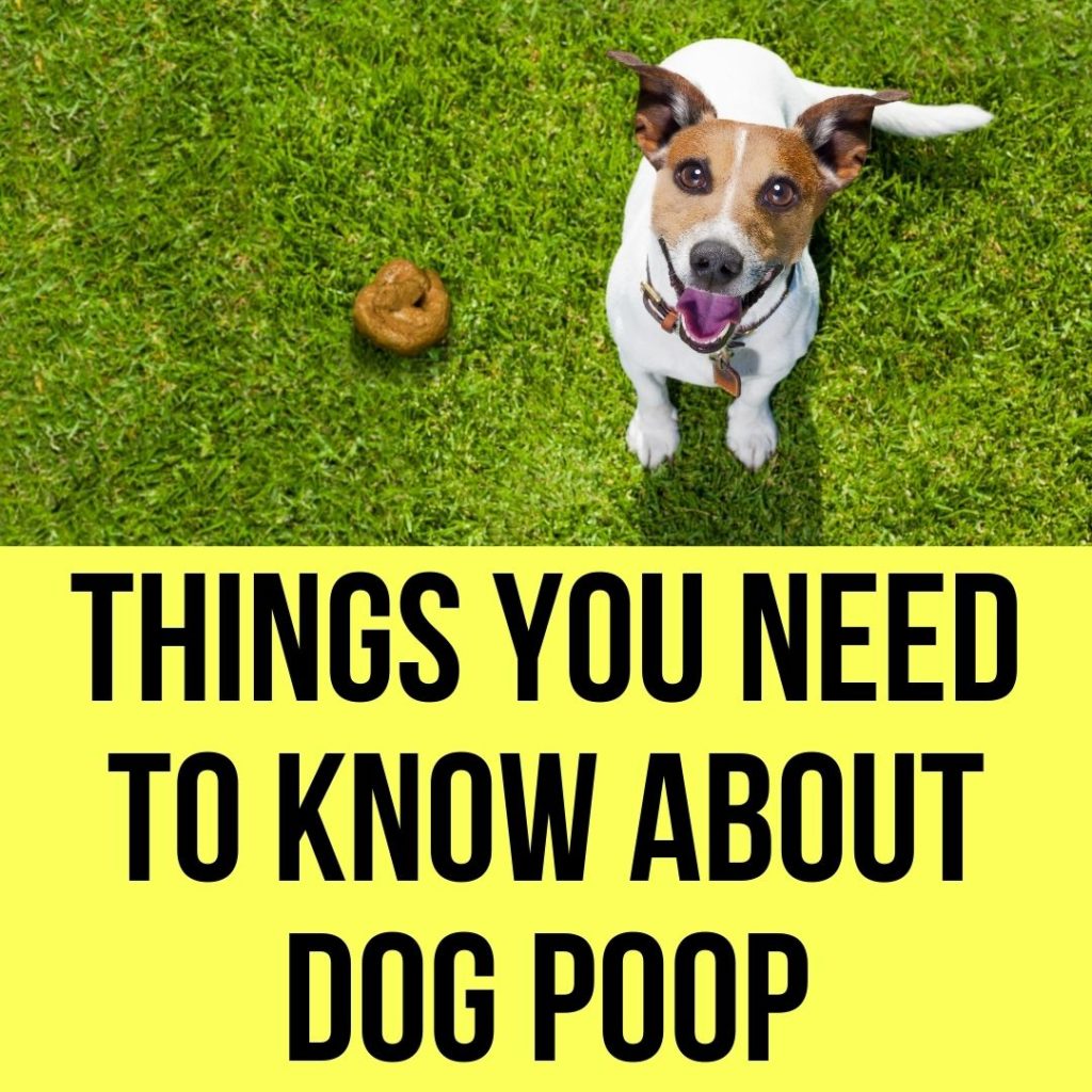 All About Dog Poop