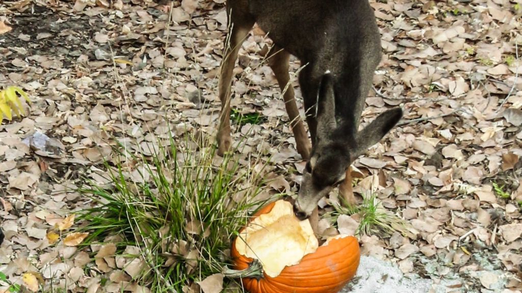 Can and Do deer eat pumpkins