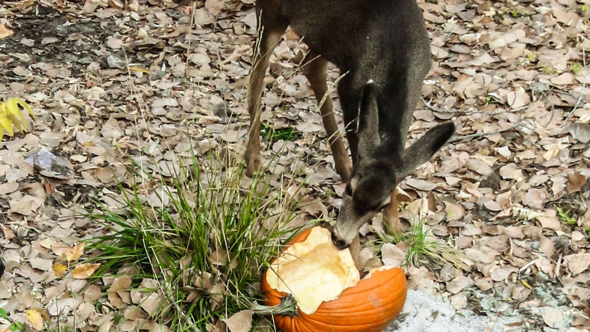 can-and-do-deer-eat-pumpkins-5-safety-concerns-oxford-pets
