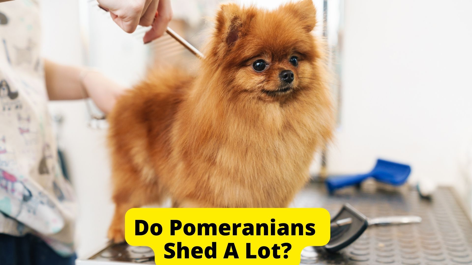 Do Pomeranians Shed? (5 Reasons+4 Tips) - Oxford Pets