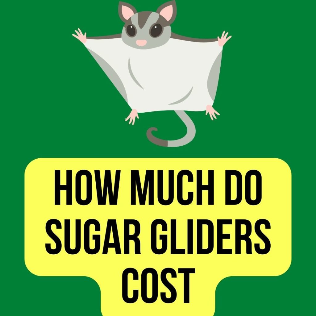How much do sugar gliders cost