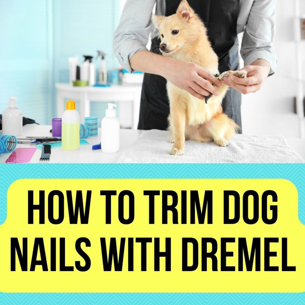 How to Trim dog nails with Dremel