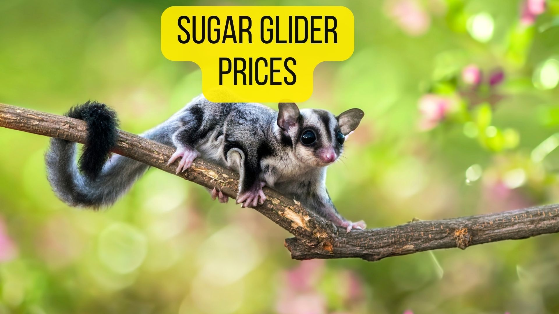 How Much Do Sugar Gliders Cost? (2022 List) Oxford Pets
