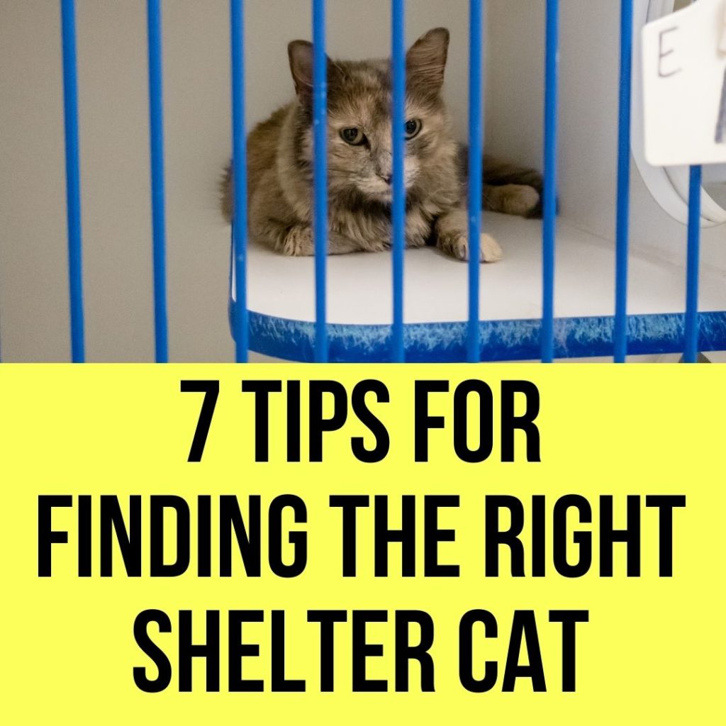 7 Tips for Finding the Right Shelter Cat In 2022