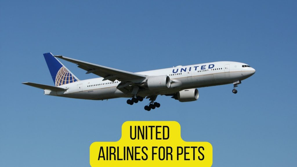 United Airlines for Pets
