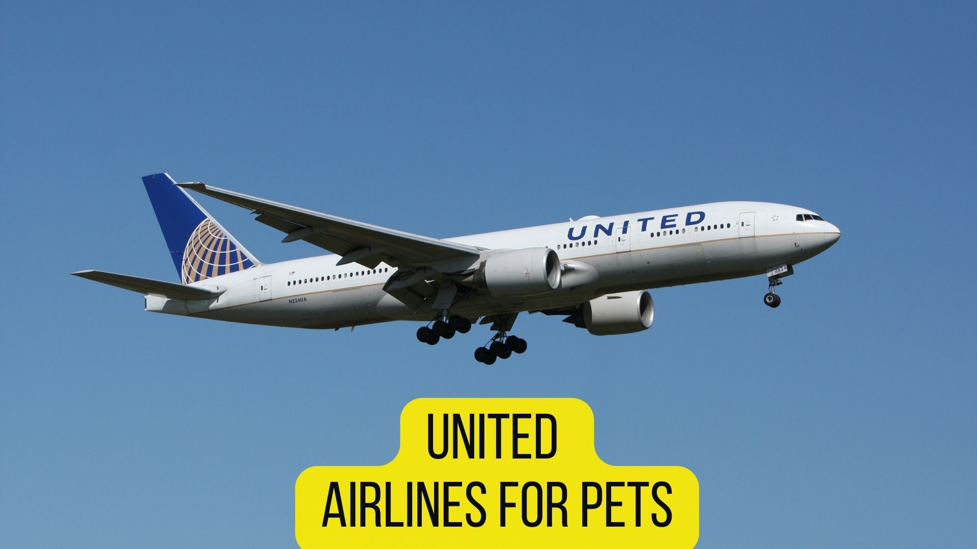 7 Airlines That Allow Rabbits in Cabins [2022 Guidelines] Oxford Pets