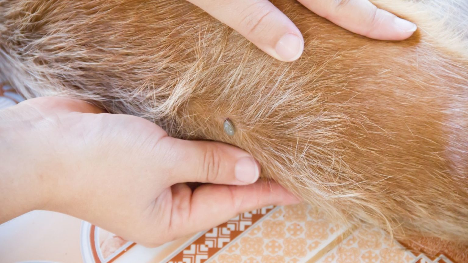 Why Is My Dog Scratching And Biting Himself? 5 Reasons Oxford Pets