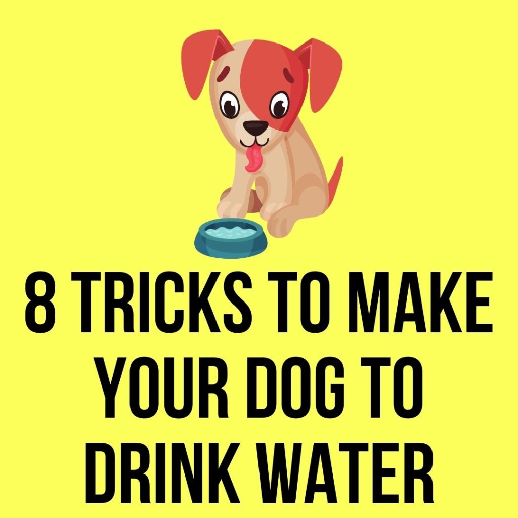tricks to make your dog to drink water