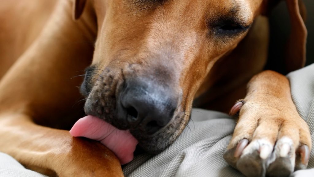 why do dogs lick their paws