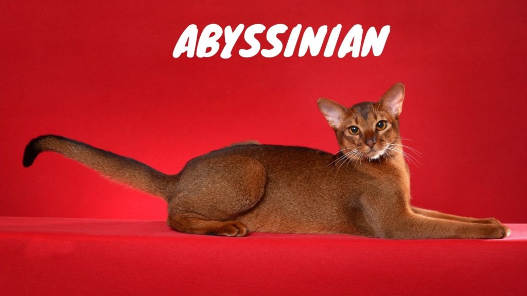 Abyssinian Cat