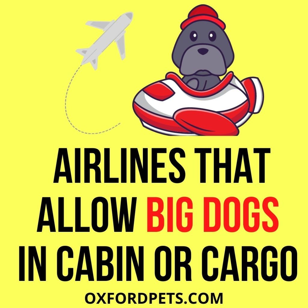Airlines That Allow Big Dogs in Cabin or Cargo