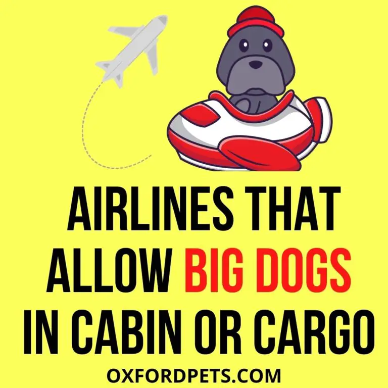 8 Airlines That Allow Big Dogs in Cabin or Cargo? Oxford Pets