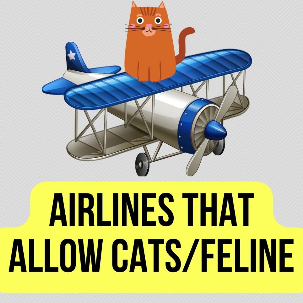 Airlines That Allow Cats