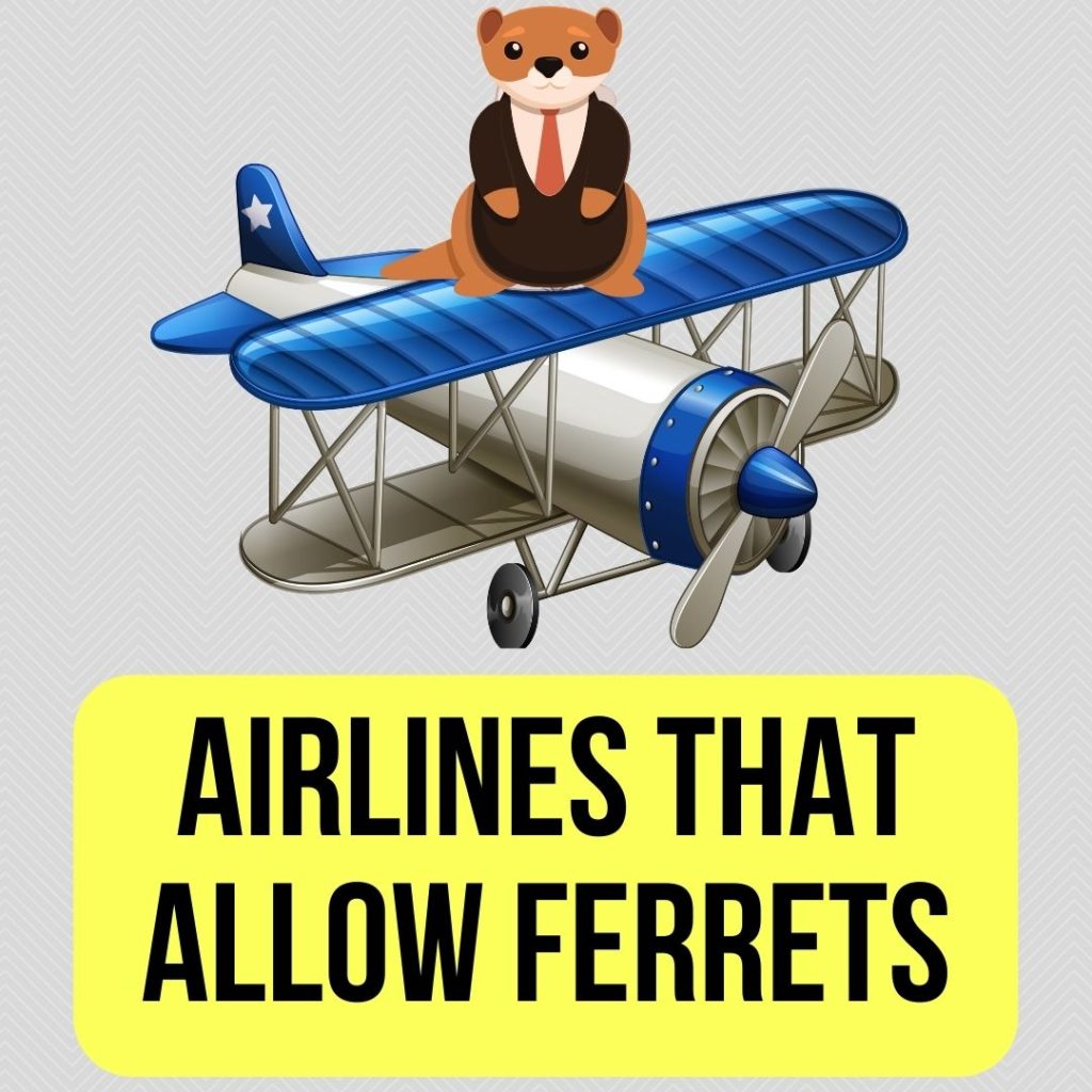 Airlines That Allow Ferrets