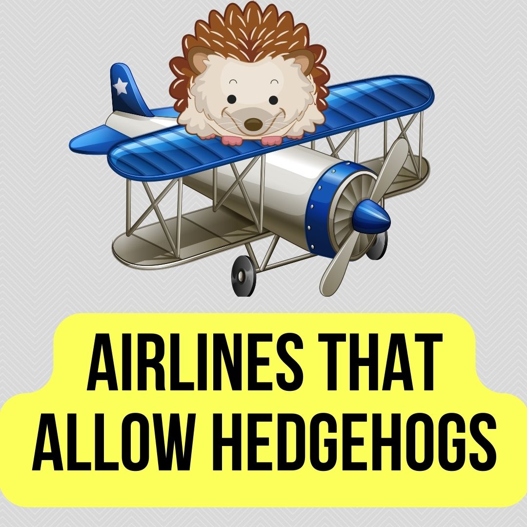 Airlines That Allow Hedgehogs