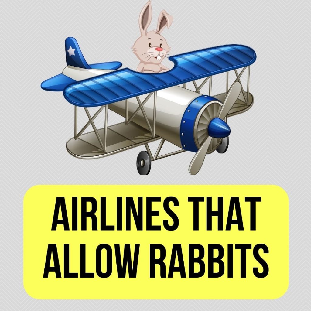 Airlines That Allow Rabbits