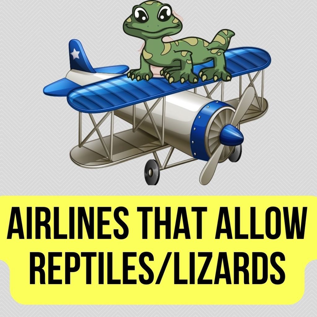 Airlines That Allow Reptiles and Lizards