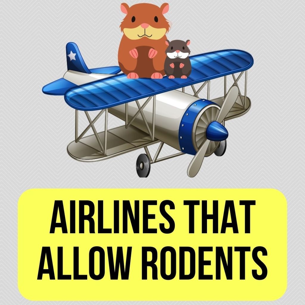Airlines That Allow Rodents, Rats, Squirell
