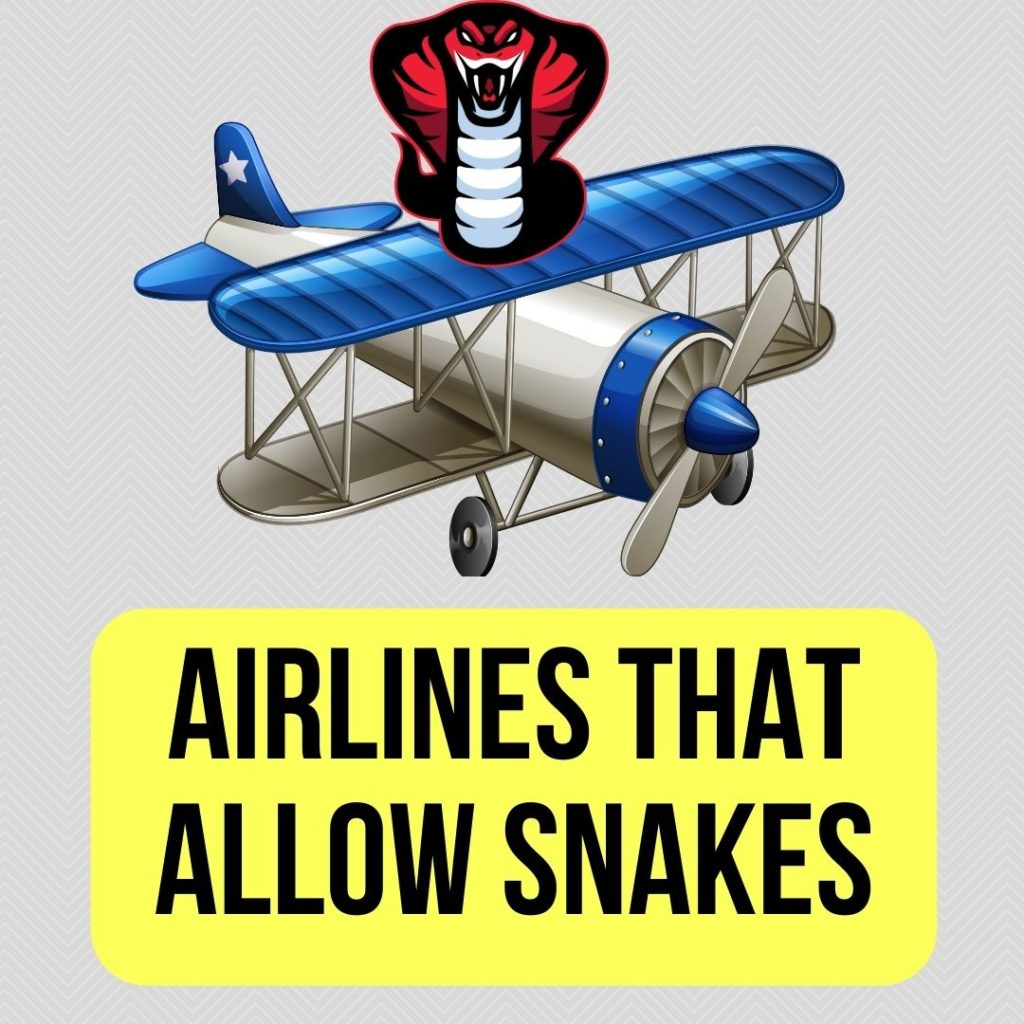 Airlines That Allow Snakes